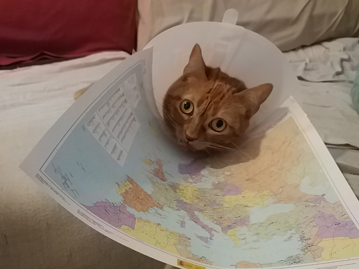 Cat with conical map